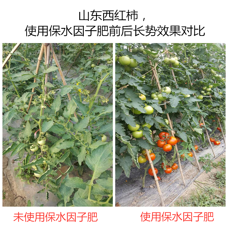 山東西紅柿，使用保水因子肥前后長(zhǎng)勢(shì)效果對(duì)比