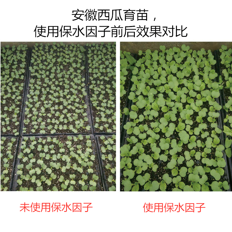 安徽西瓜育苗，使用保水因子前后效果對(duì)比