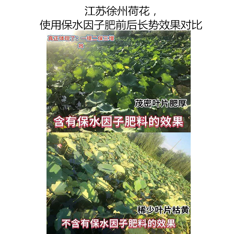 江蘇徐州荷花，使用保水因子肥前后長(zhǎng)勢(shì)效果對(duì)比