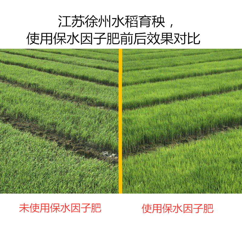江蘇徐州水稻育秧，使用保水因子肥前后效果對(duì)比